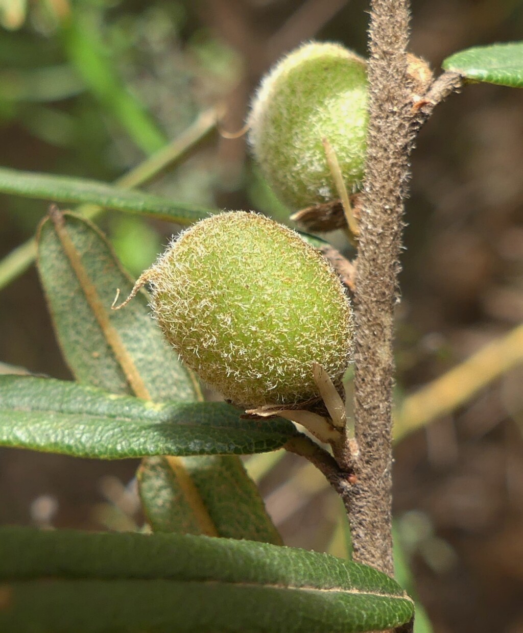 Hovea asperifolia (hero image)