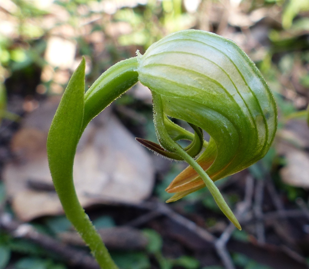 Pterostylis nutans (hero image)