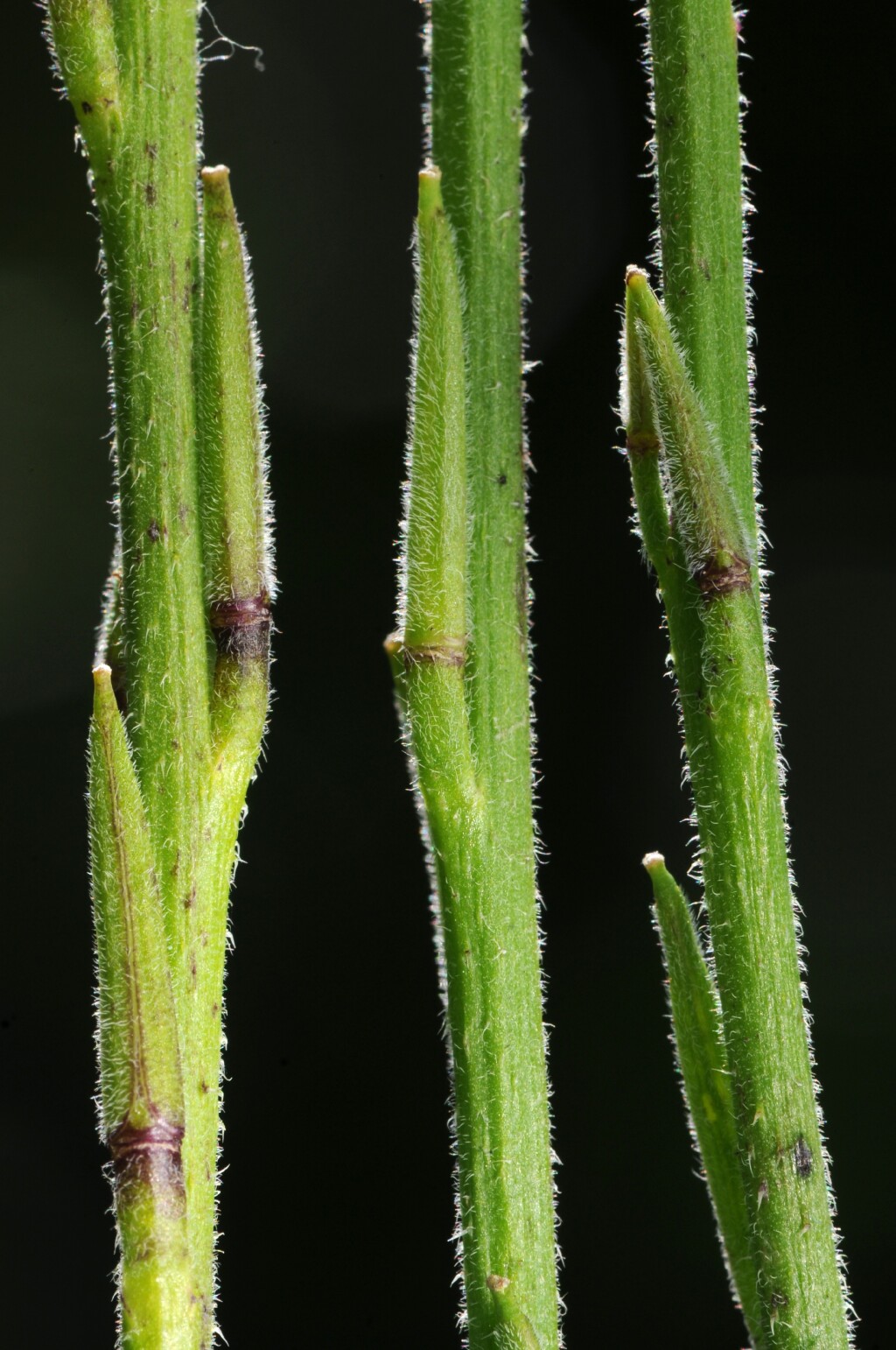 Sisymbrium officinale (hero image)