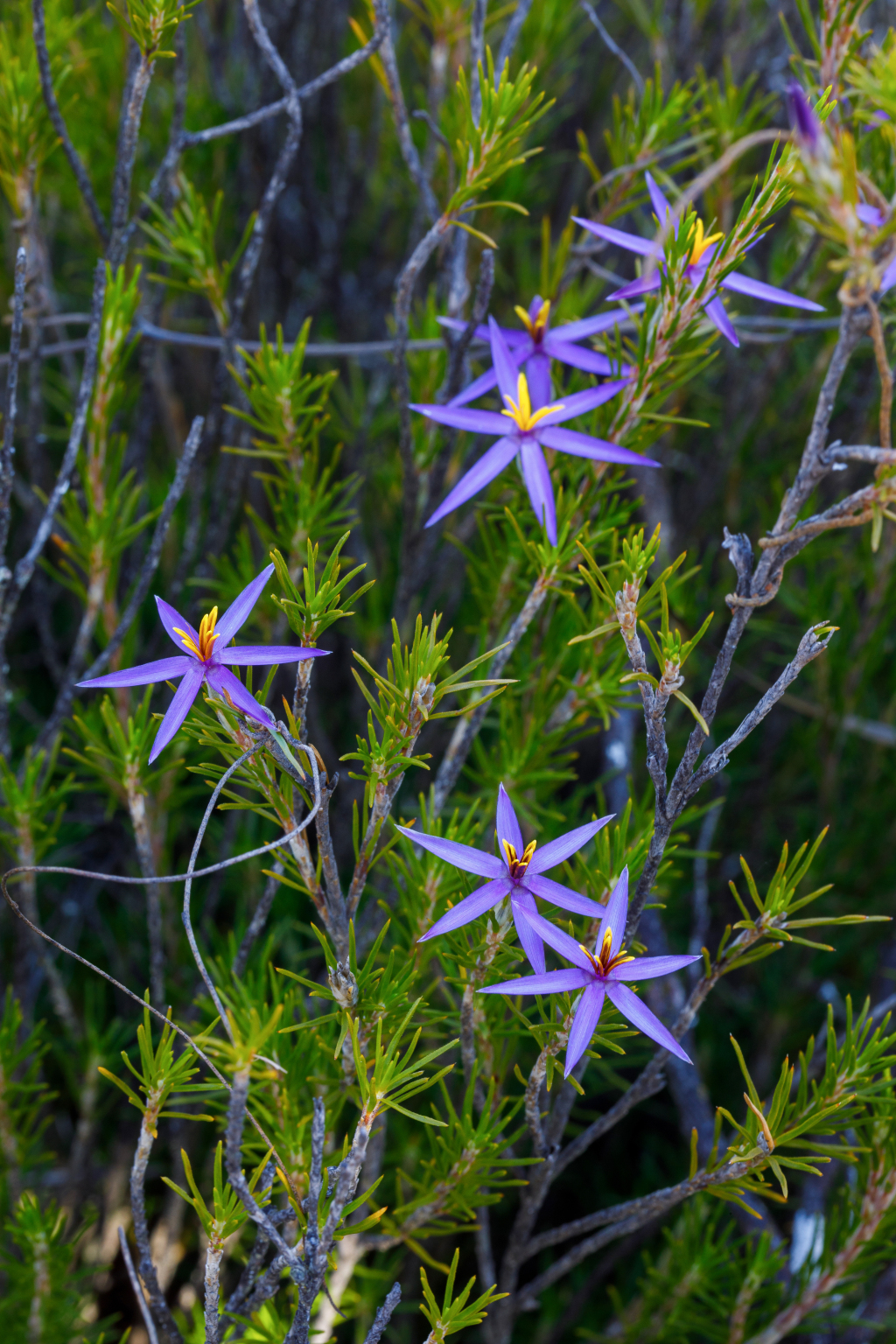 Calectasia intermedia (hero image)