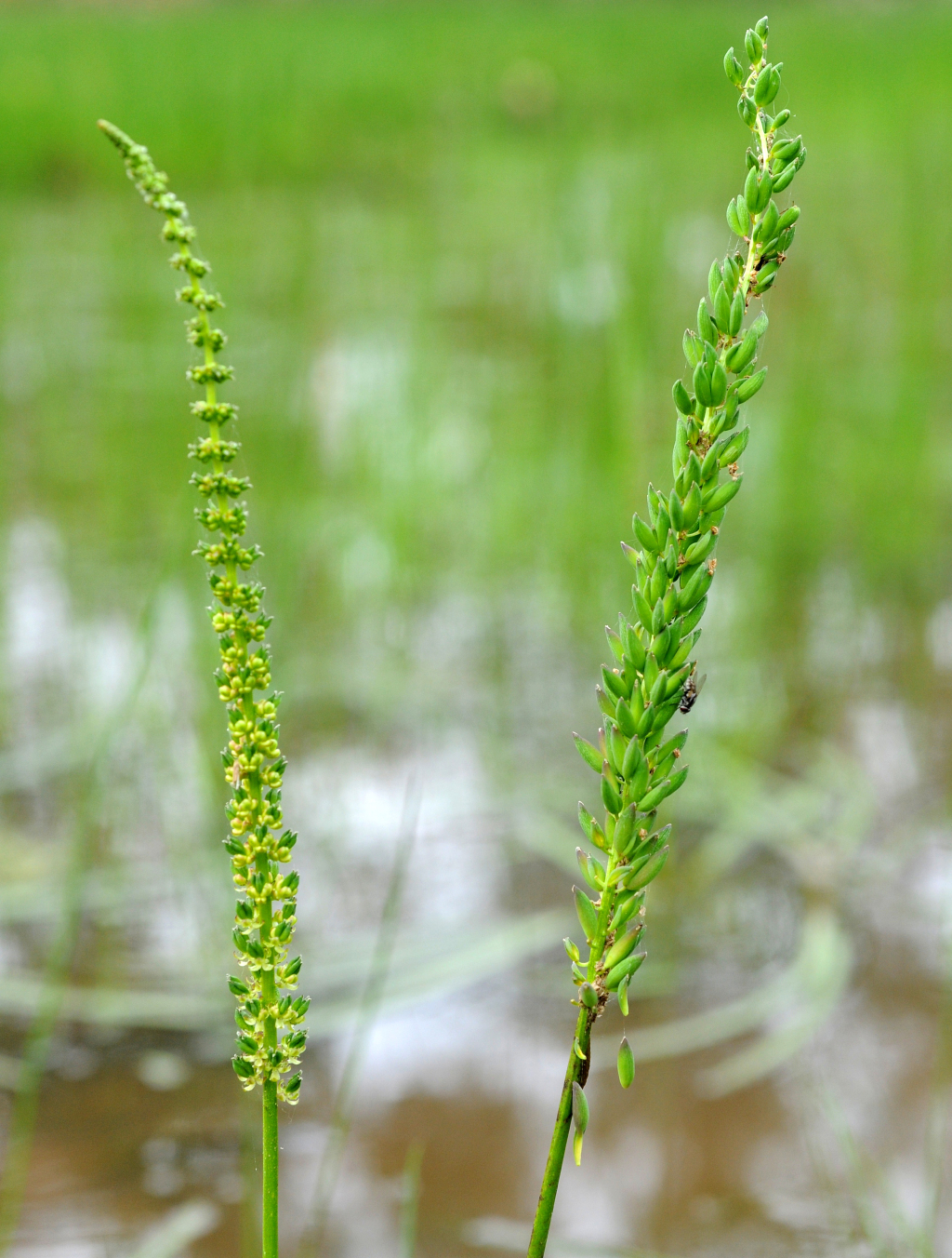 Juncaginaceae (hero image)