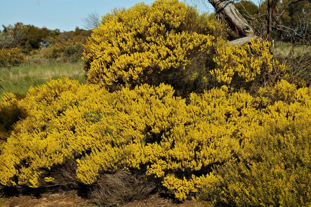 Acacia sclerophylla (hero image)