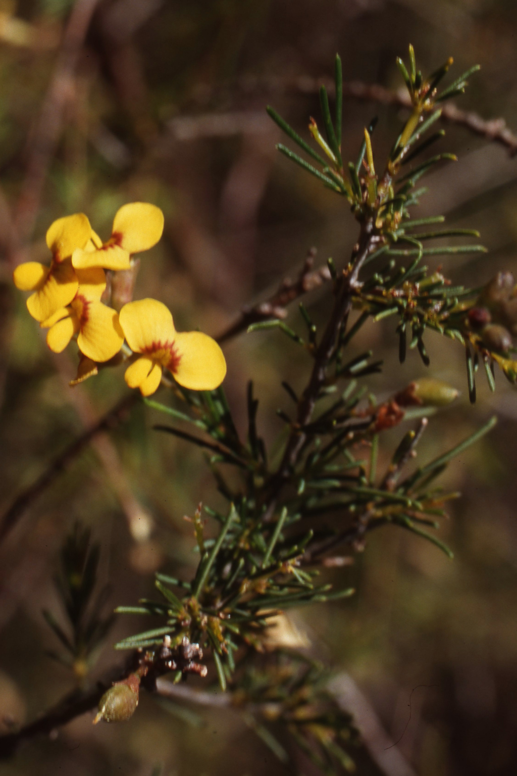 Dillwynia cinerascens (hero image)