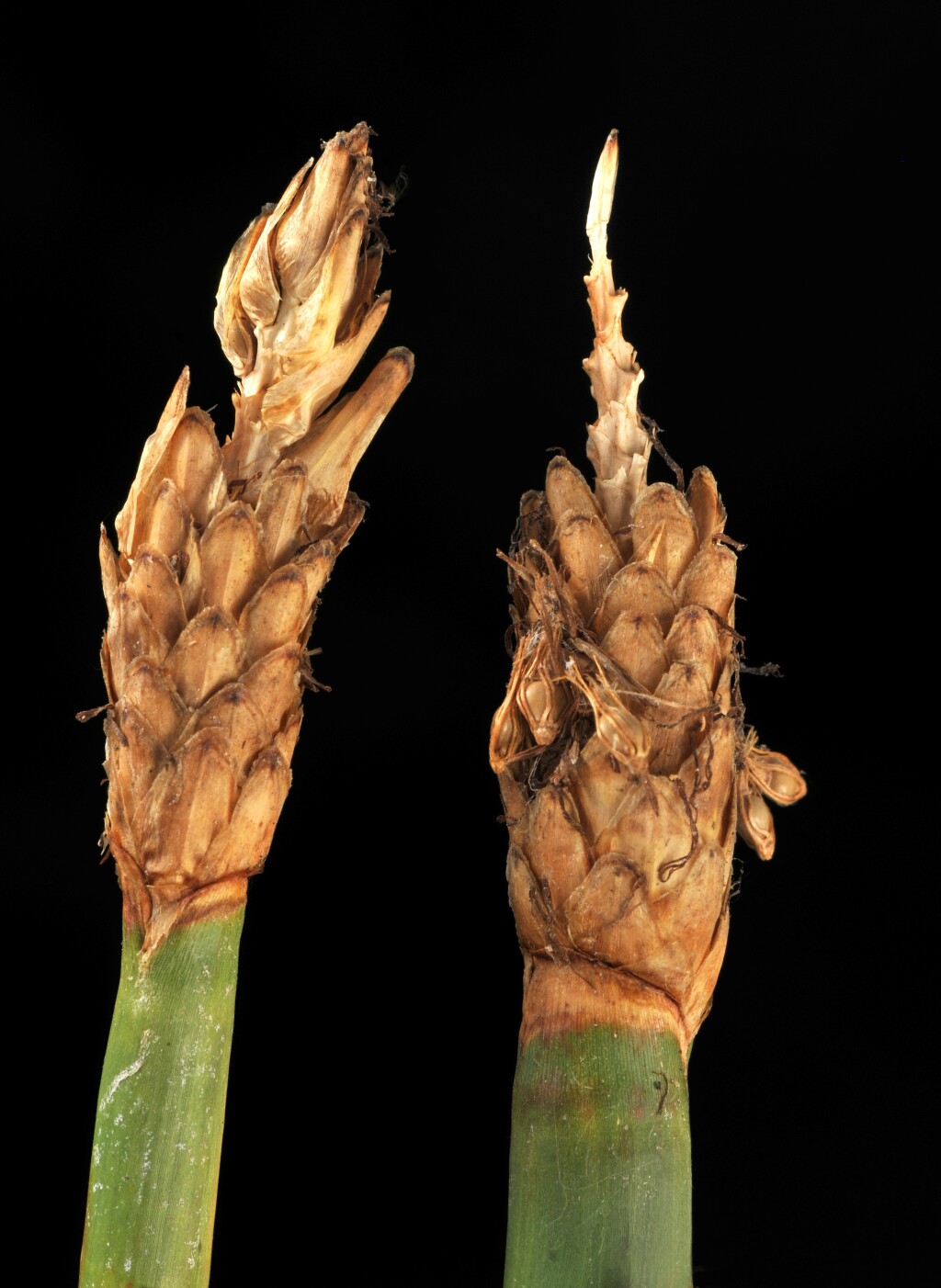 Eleocharis sphacelata (hero image)