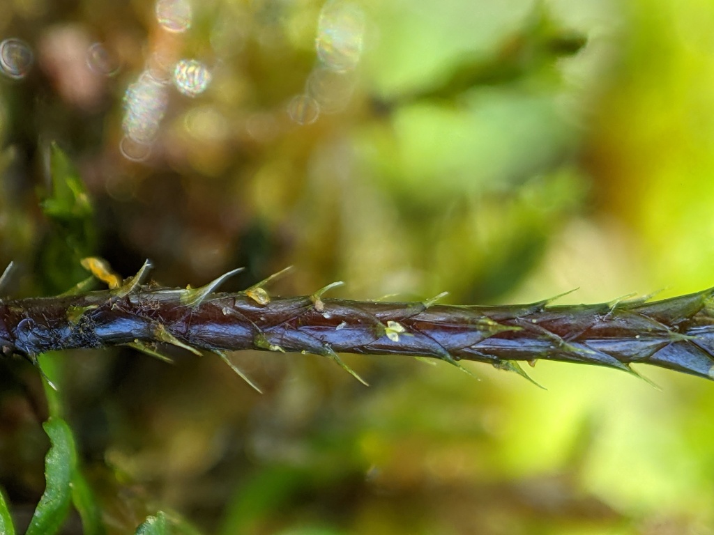 Hypnodendron vitiense (hero image)
