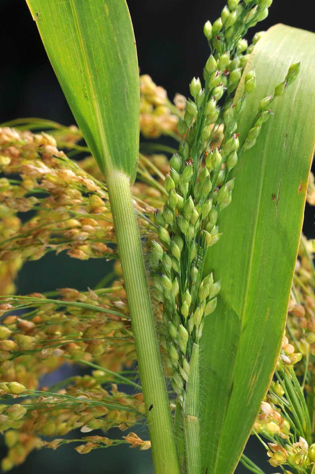 Panicum miliaceum (hero image)