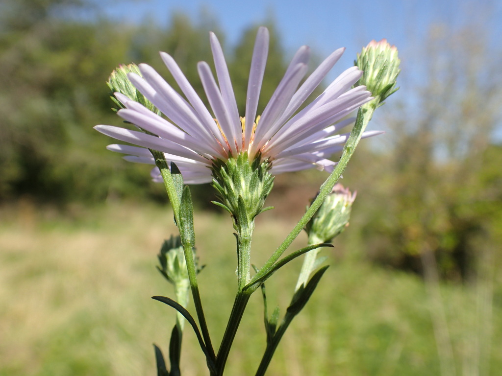 Symphyotrichum novi-belgii (hero image)