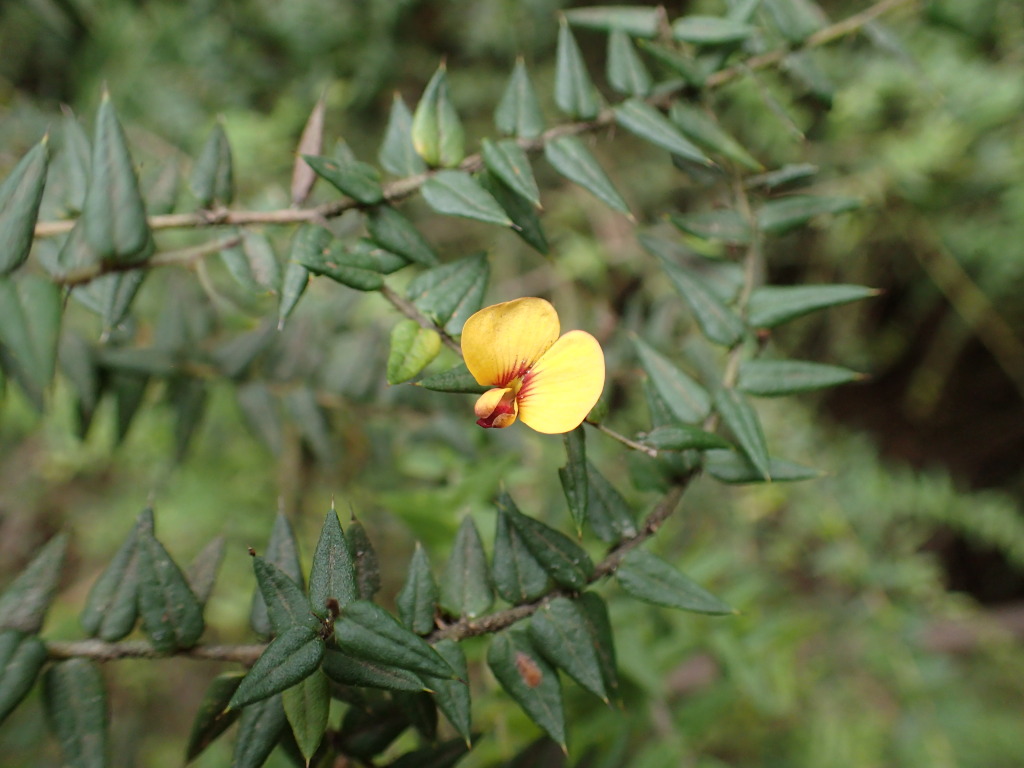 Bossiaea cordifolia (hero image)