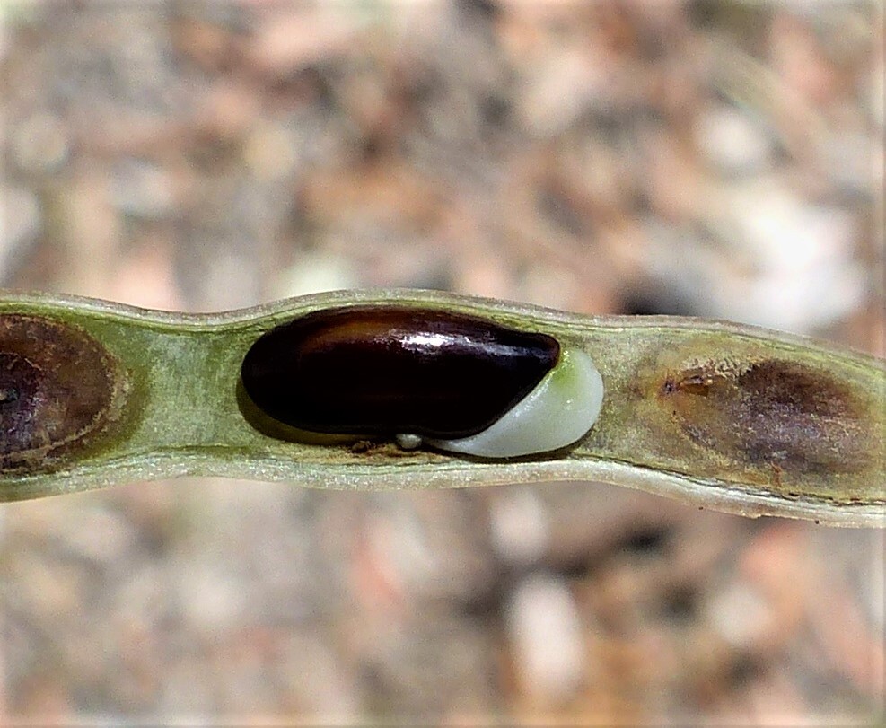 Acacia pycnantha (hero image)