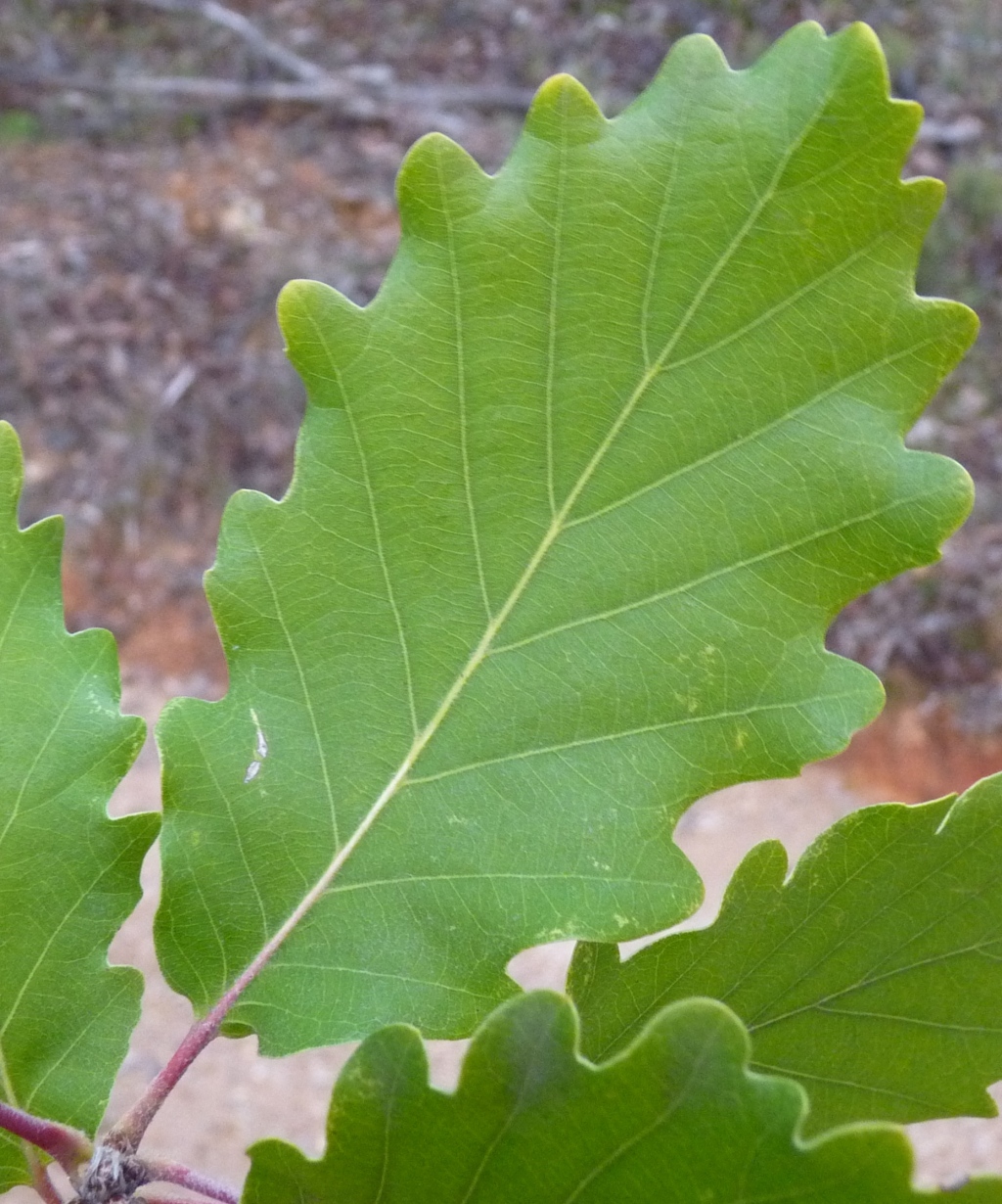 Quercus robur (hero image)