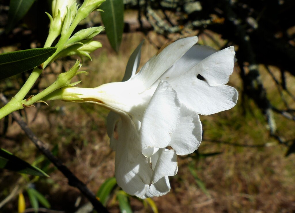 Nerium oleander (hero image)