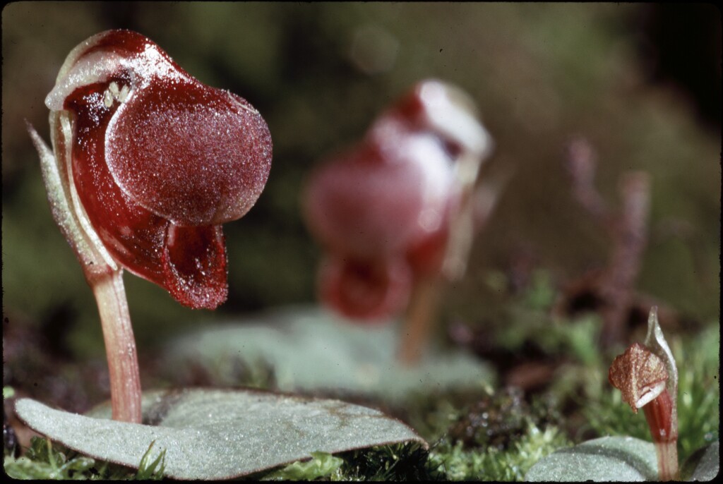 Corybas unguiculatus (hero image)