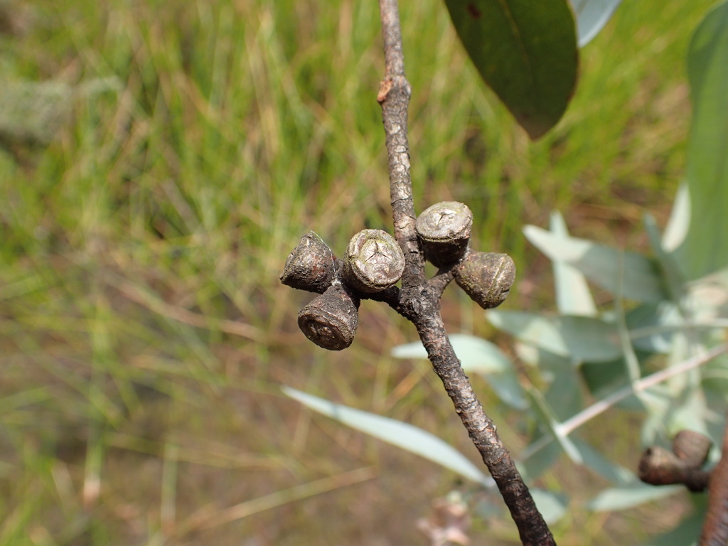 Eucalyptus cephalocarpa (hero image)