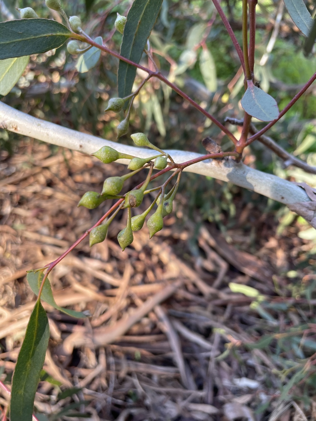 Eucalyptus leucoxylon subsp. connata (hero image)