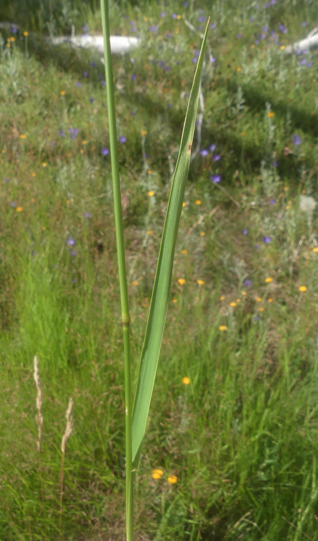 Agrostis capillaris var. capillaris (hero image)