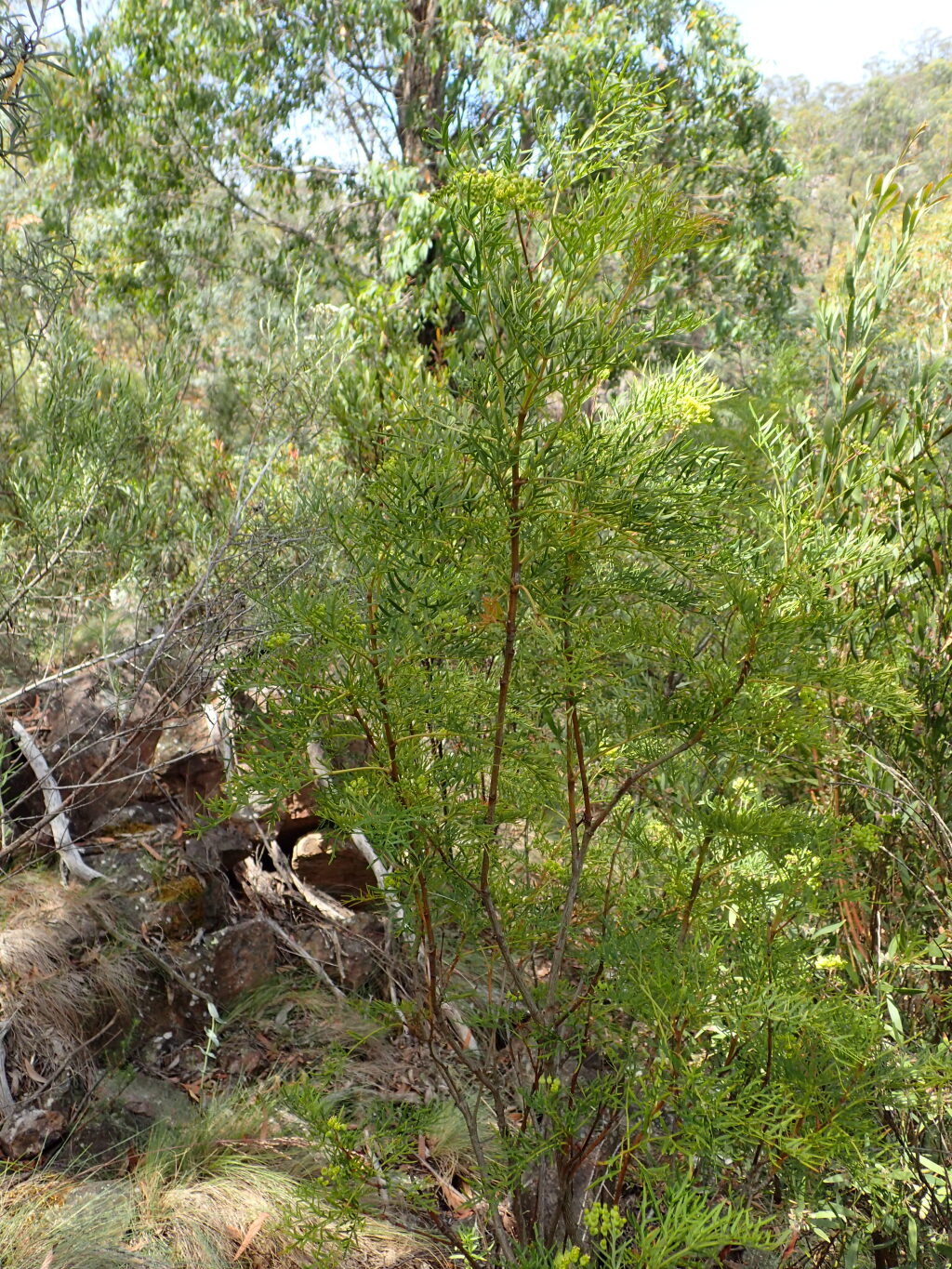 Polyscias sambucifolia subsp. 2 (hero image)