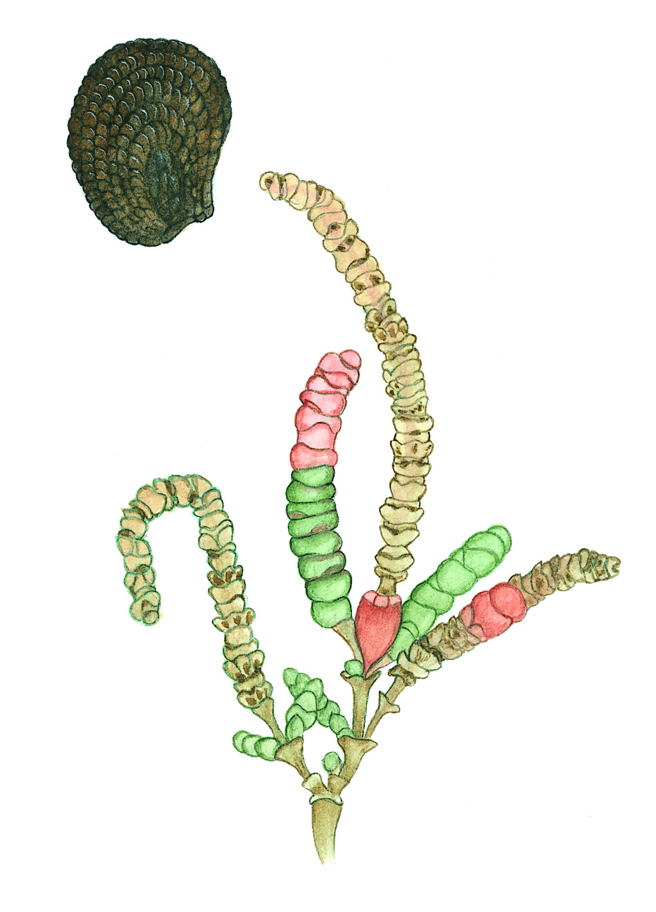 Tecticornia pergranulata subsp. pergranulata (hero image)