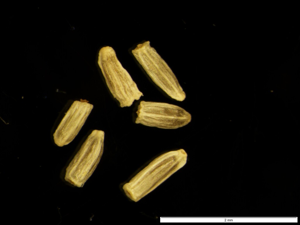 Cassinia scabrida (hero image)