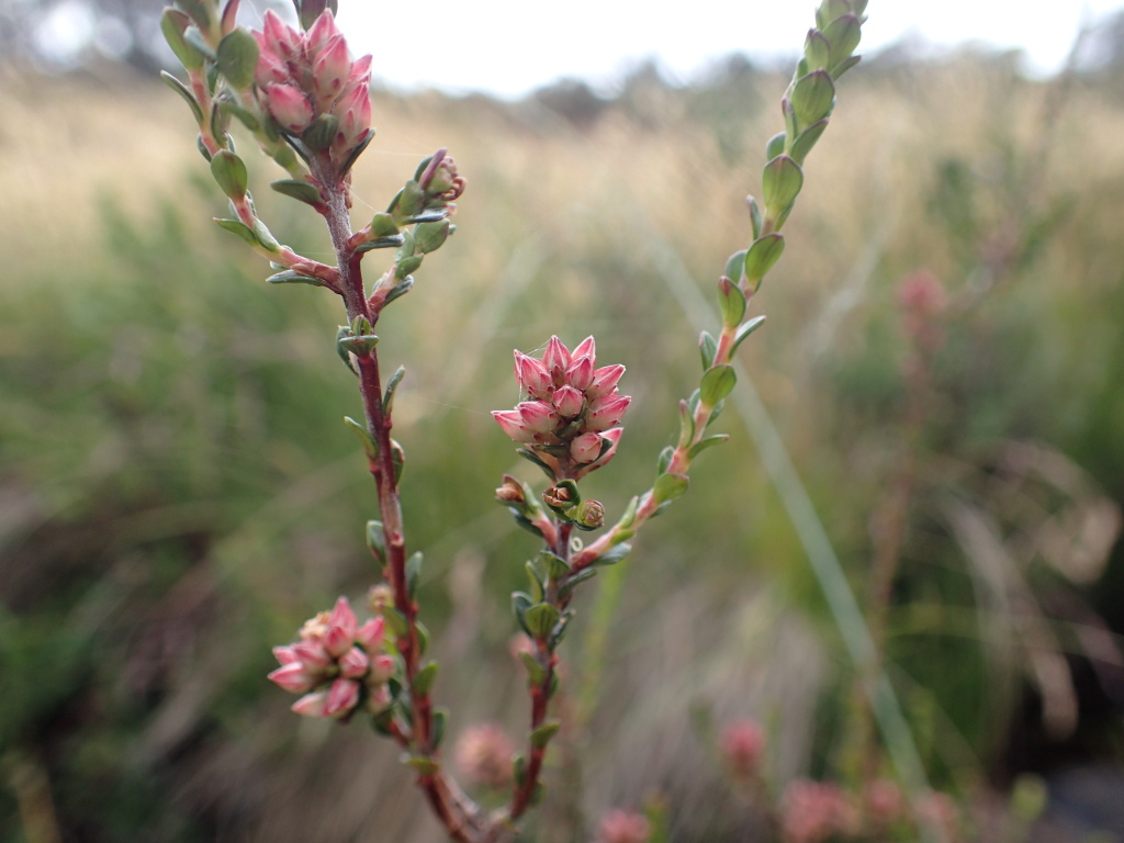 Epacris celata (hero image)