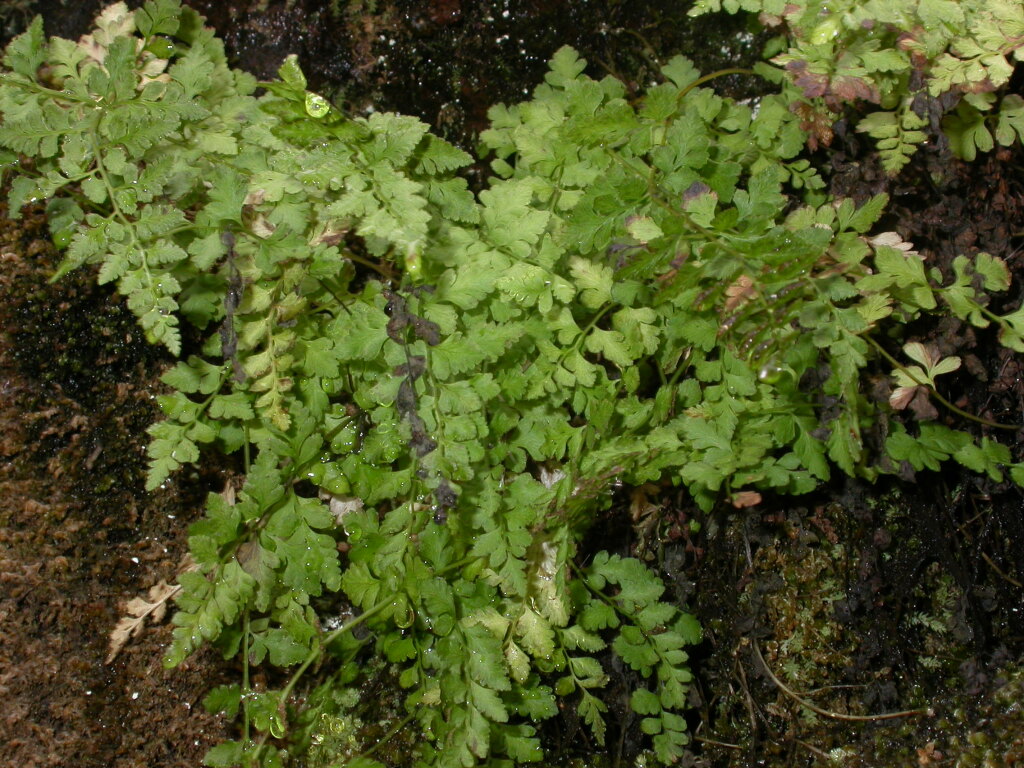 Cystopteridaceae (hero image)