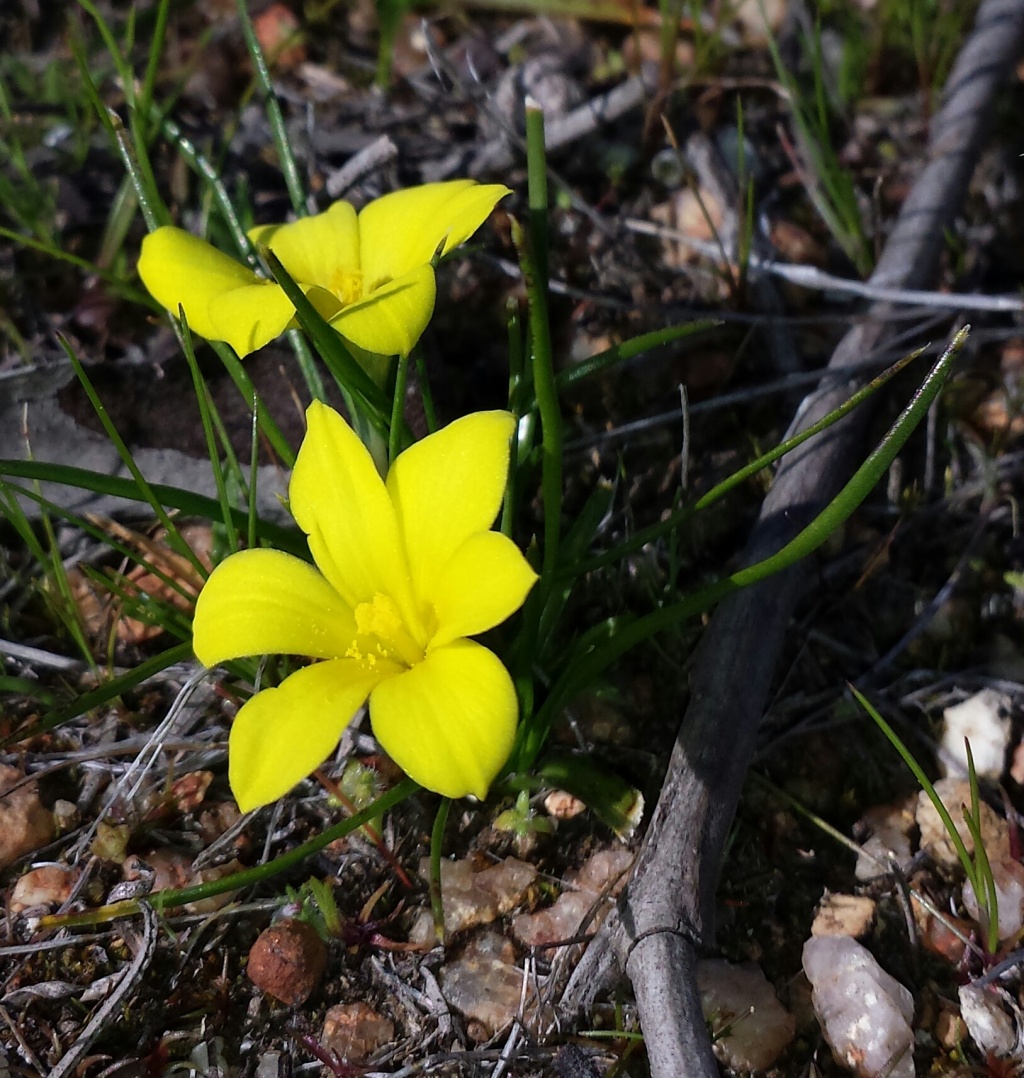 Moraea fugacissima (hero image)