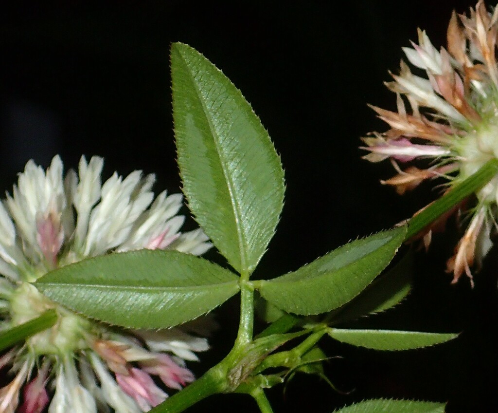 Trifolium vesiculosum var. vesiculosum (hero image)