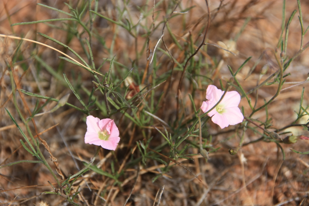 Convolvulus (hero image)