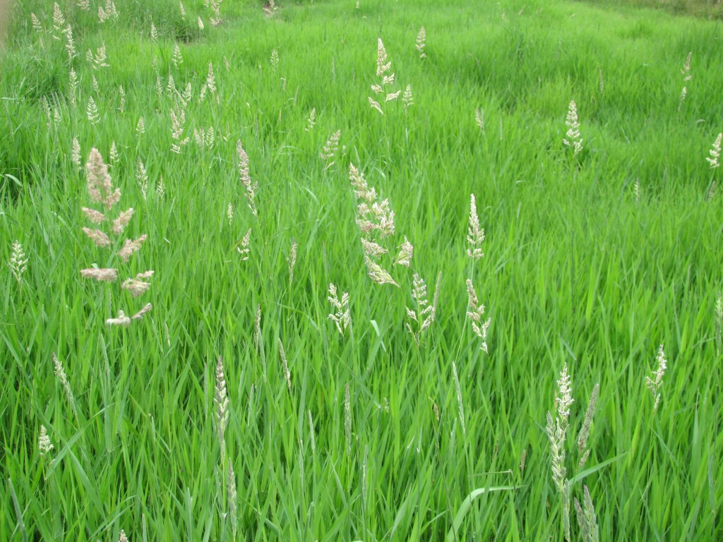 Phalaris arundinacea (hero image)