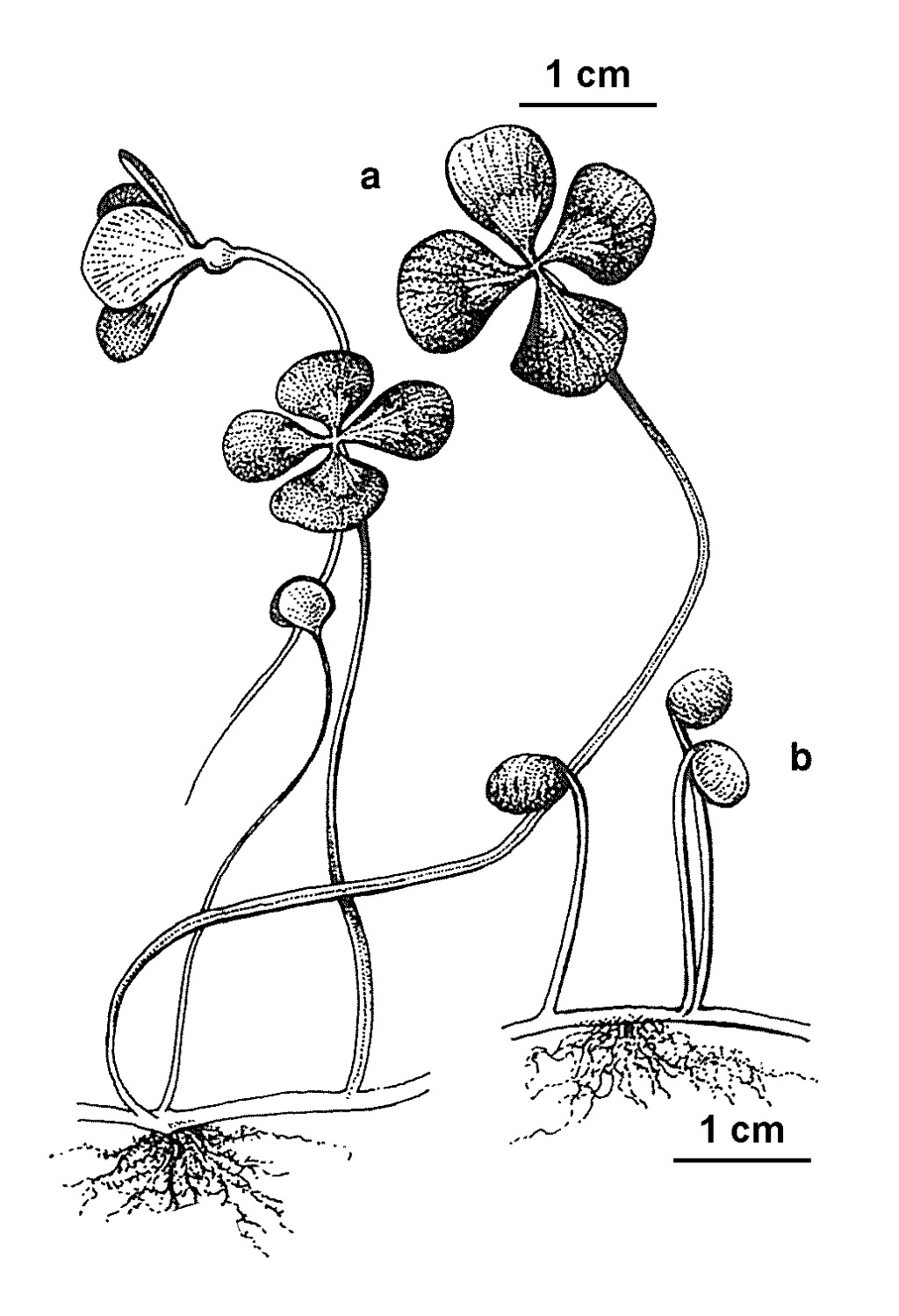 Marsilea mutica (hero image)