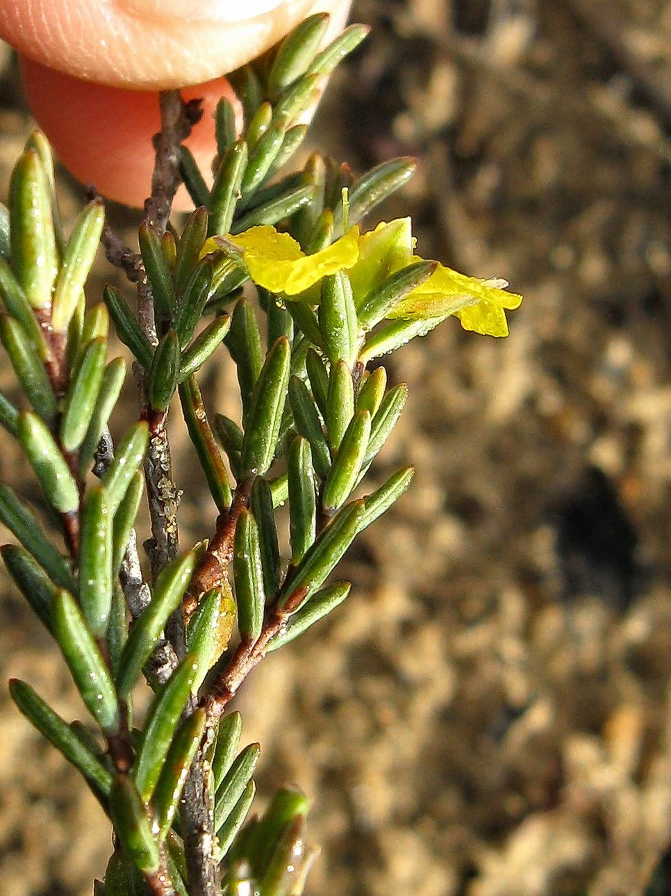 Hibbertia devitata (hero image)