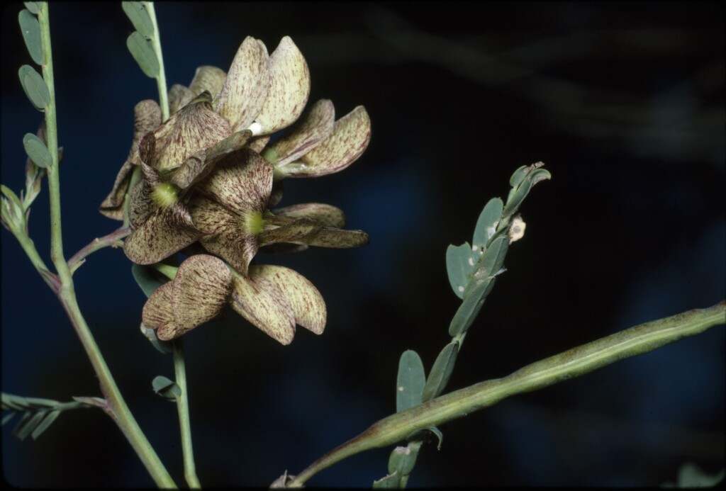 Sesbania cannabina (hero image)