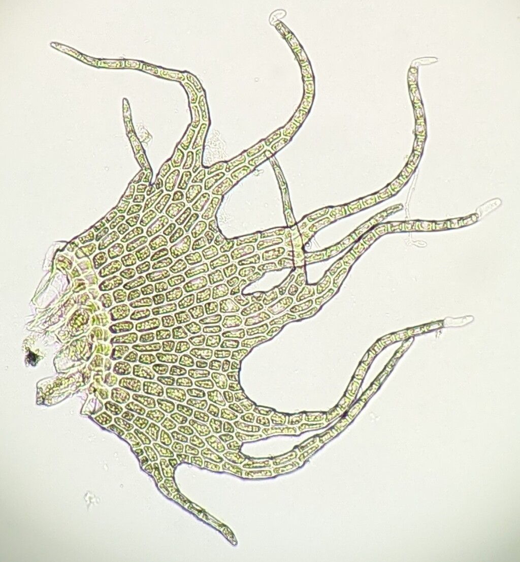 Lepidozia (hero image)