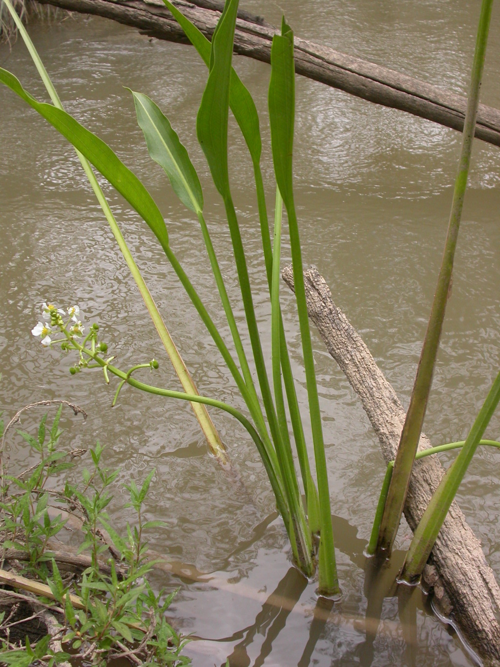 Sagittaria platyphylla (hero image)