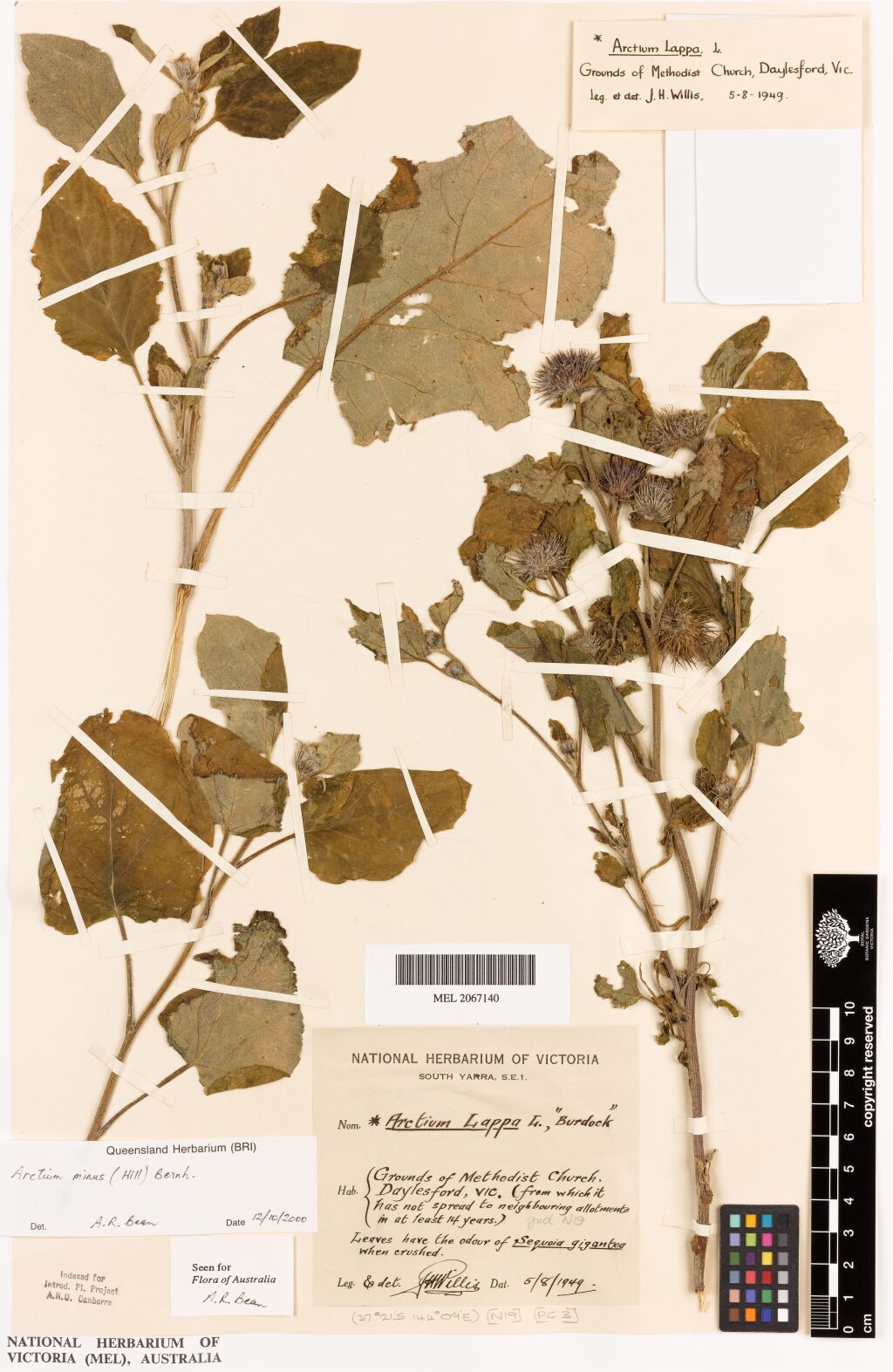 Arctium (hero image)
