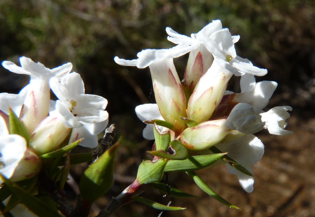 Epacris paludosa (hero image)