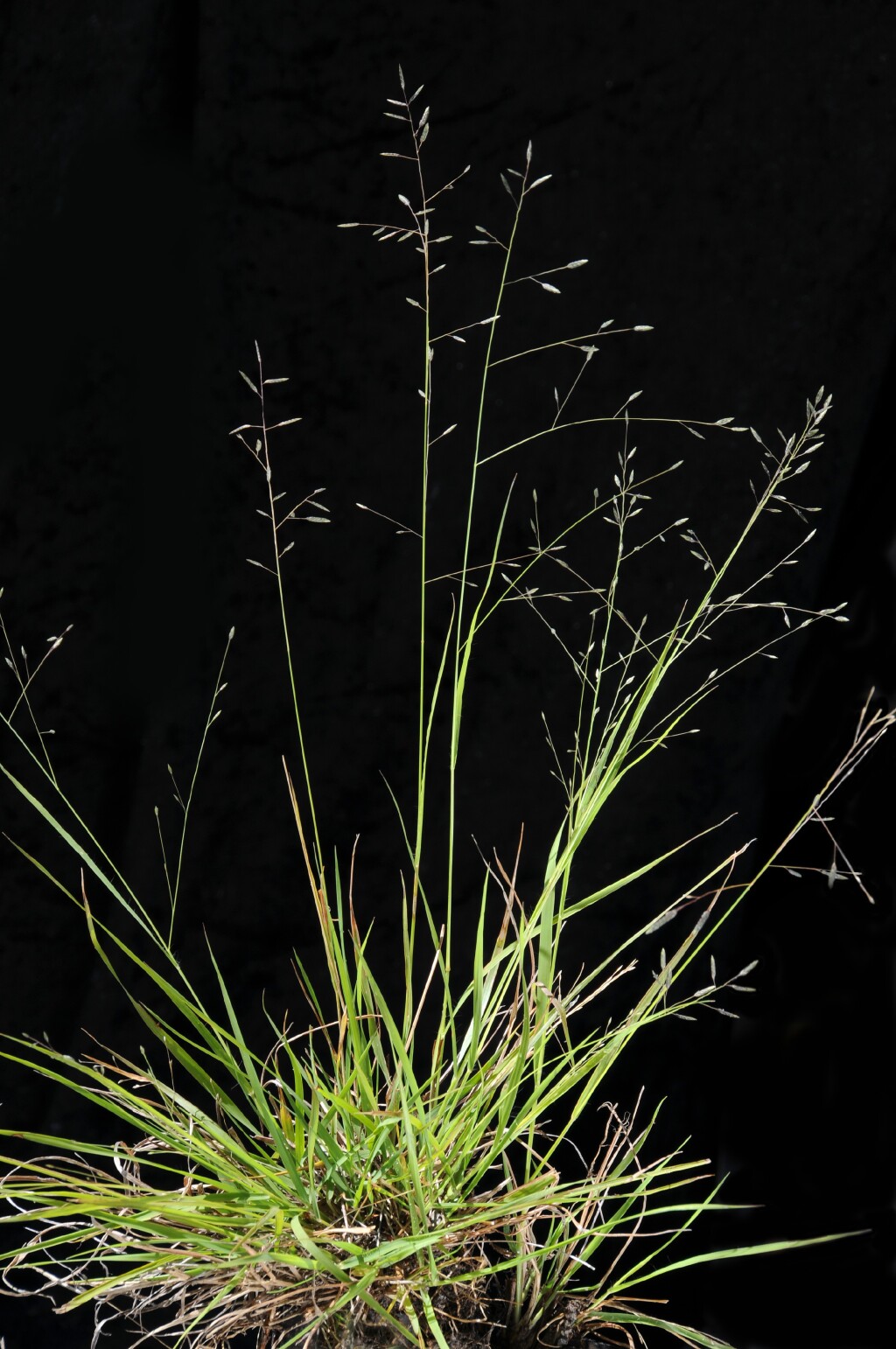 Eragrostis brownii (hero image)