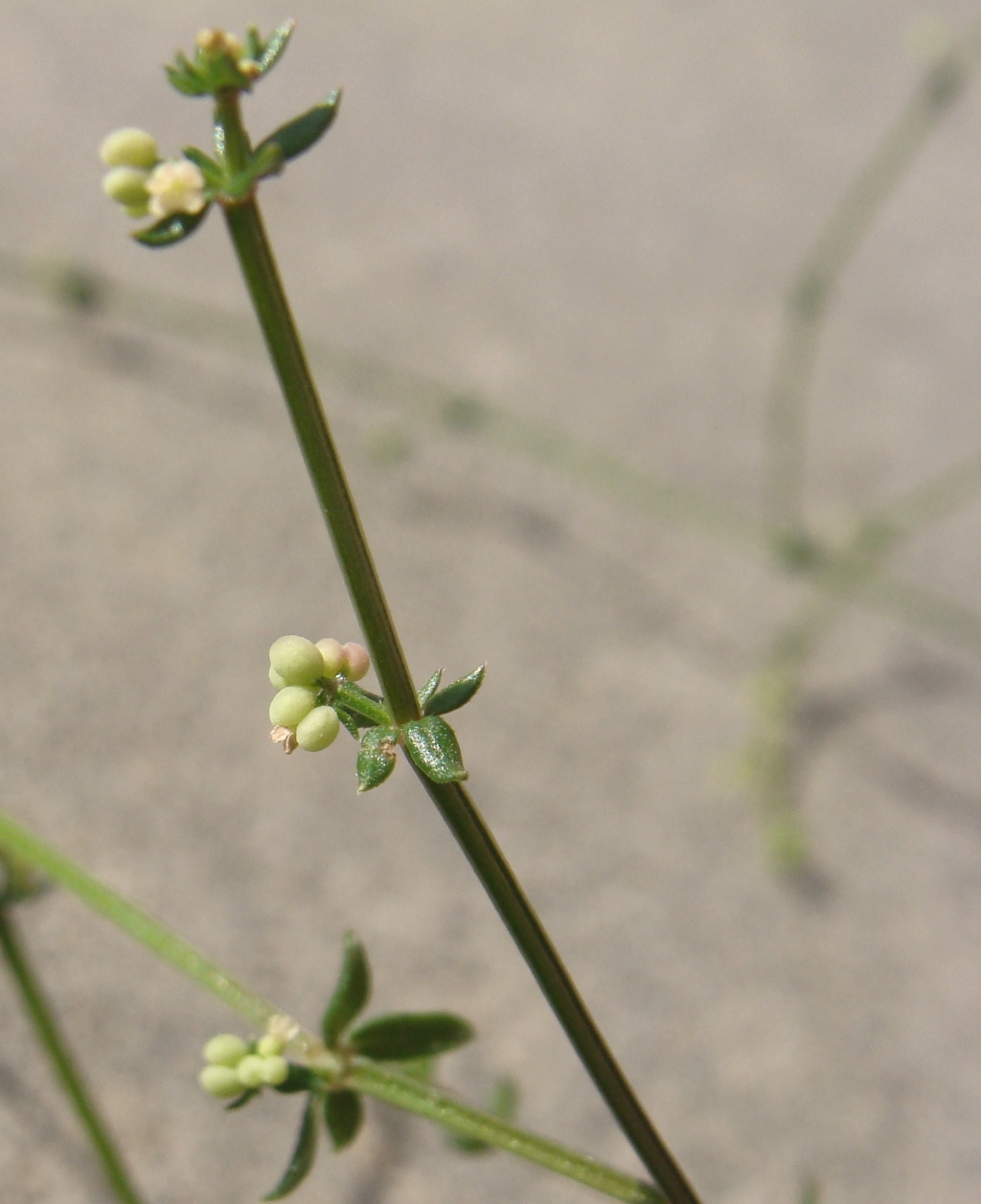 Galium binifolium subsp. conforme (hero image)