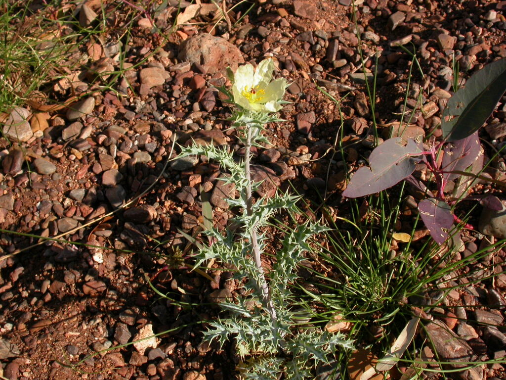 Argemone ochroleuca subsp. ochroleuca (hero image)