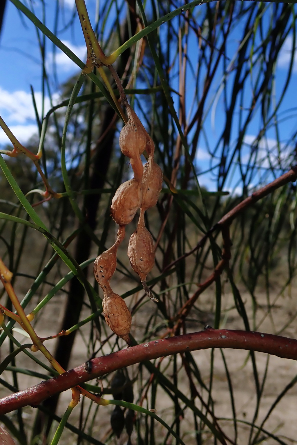 Acacia stenophylla (hero image)