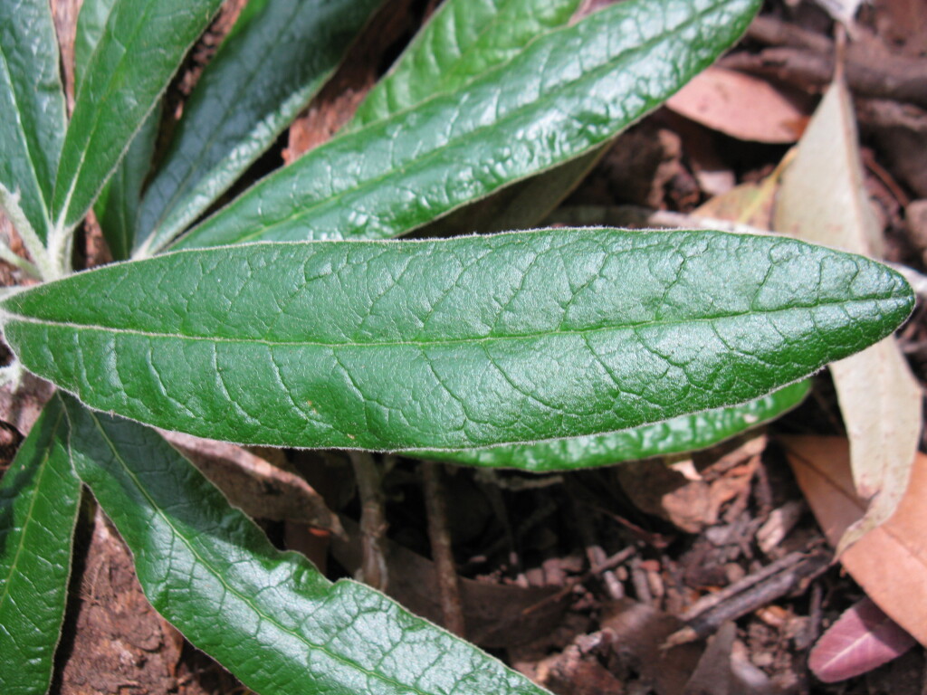 Bedfordia arborescens (hero image)