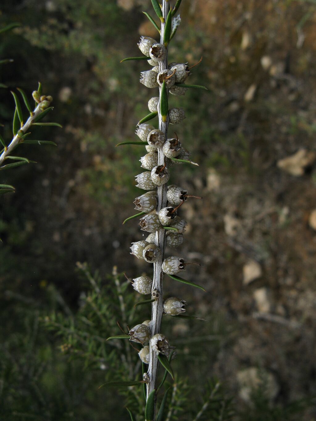 Melaleuca acuminata (hero image)