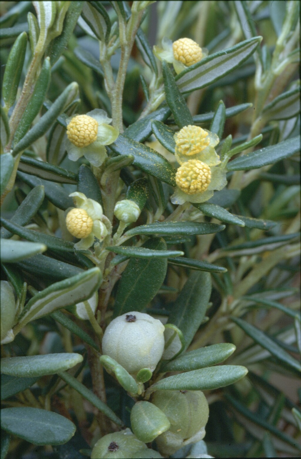 Beyeria lechenaultii (hero image)