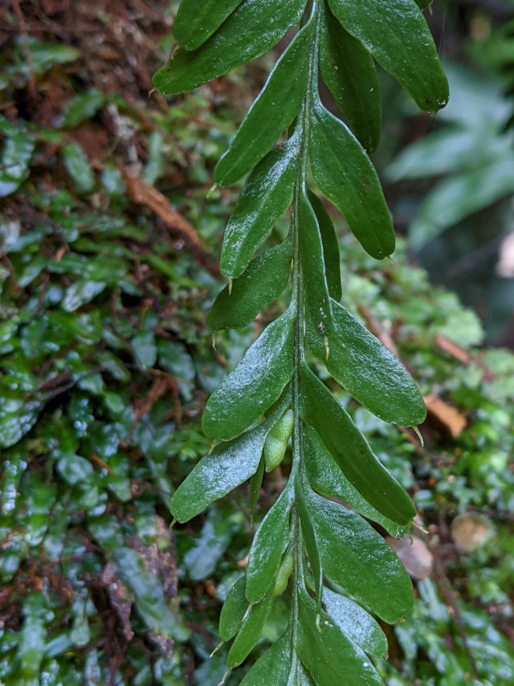 Psilotaceae (hero image)