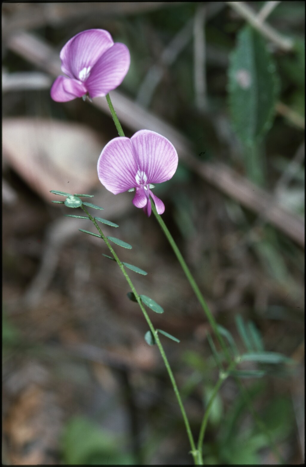 Swainsona brachycarpa (hero image)