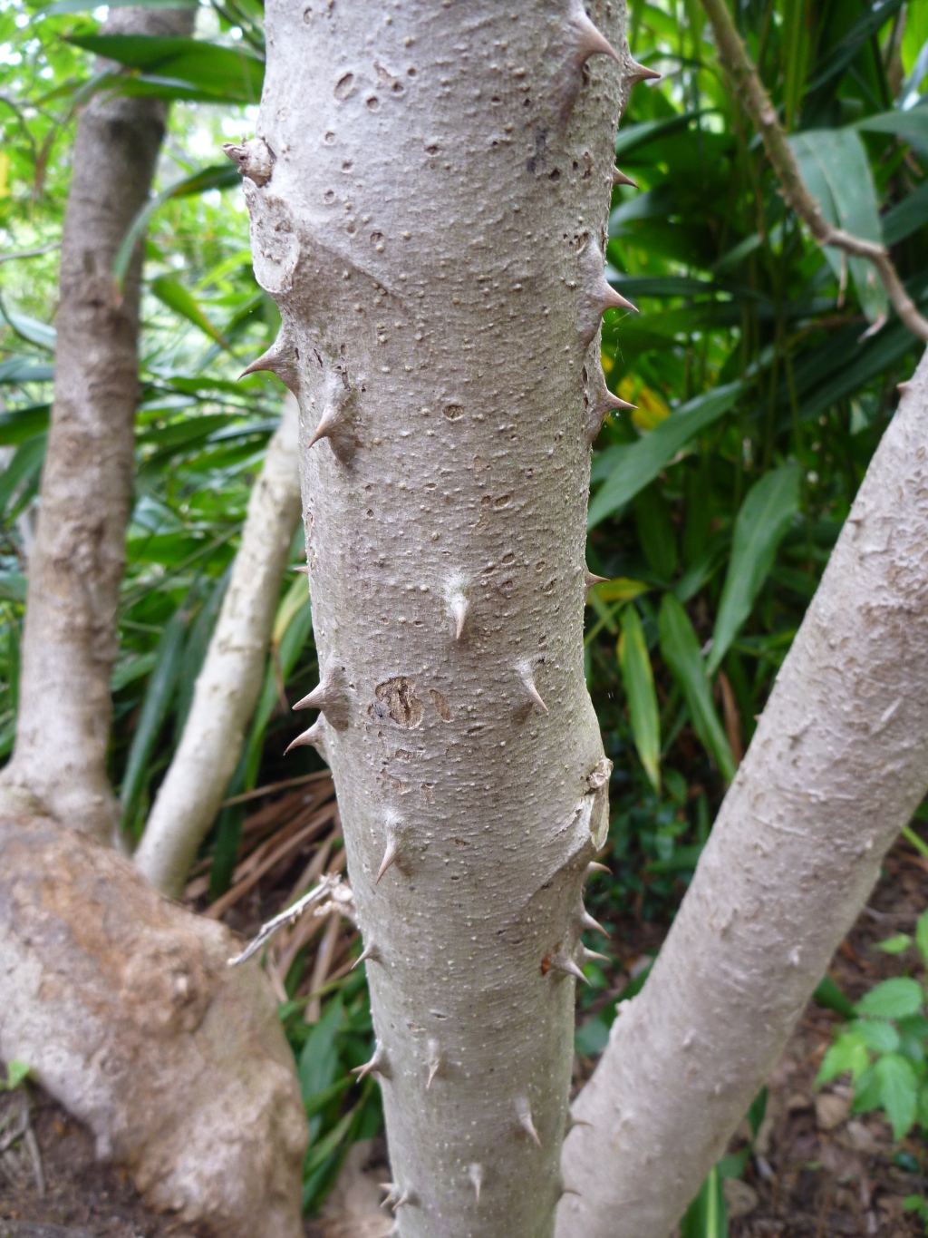 Solanum chrysotrichum (hero image)