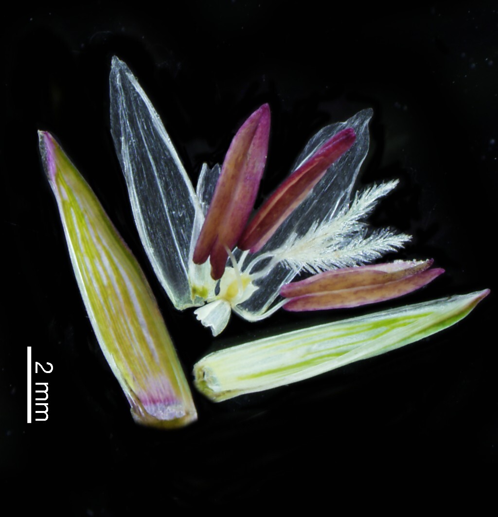 Hemarthria uncinata (hero image)