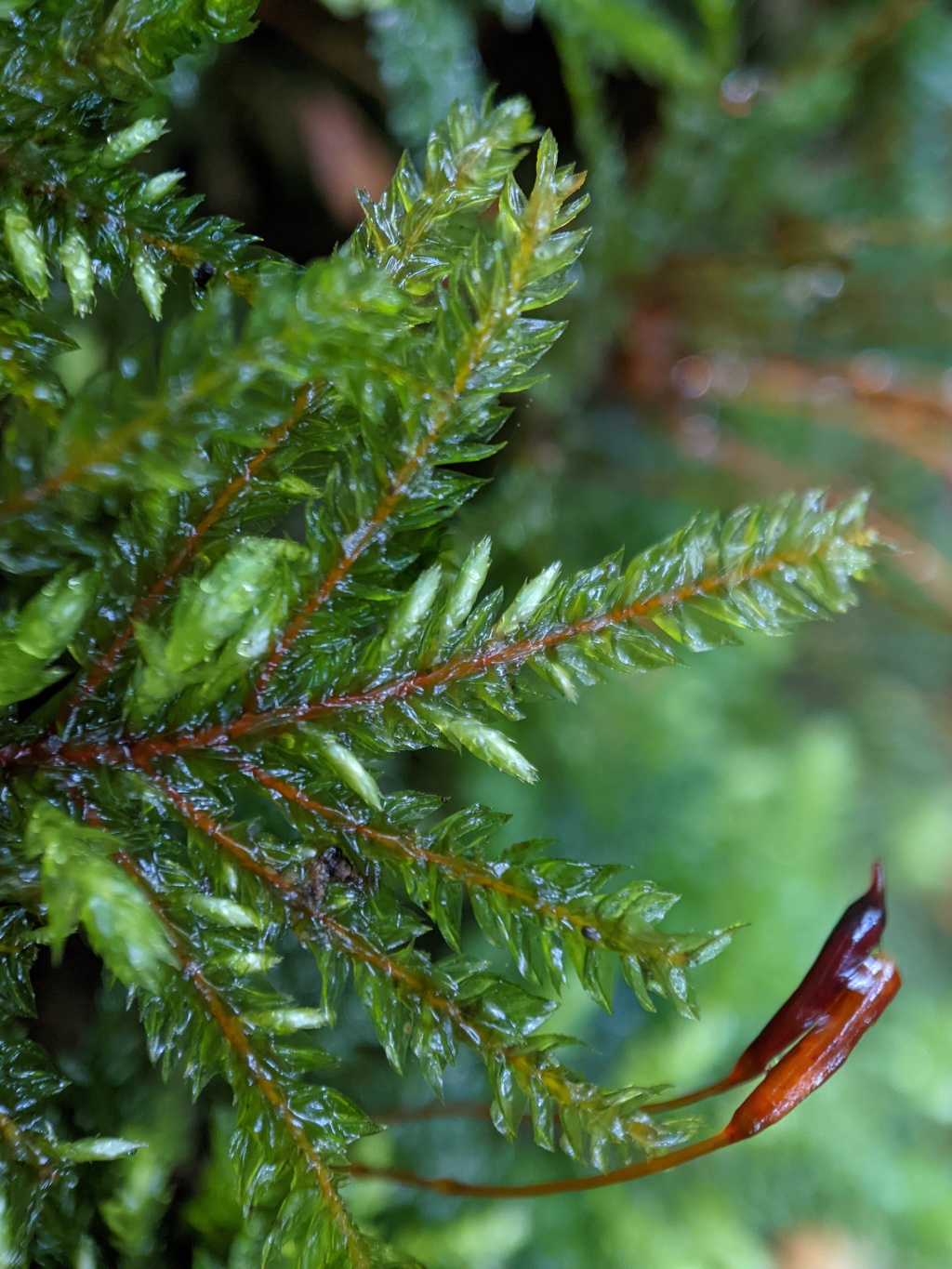 Hypnodendron vitiense subsp. australe (hero image)