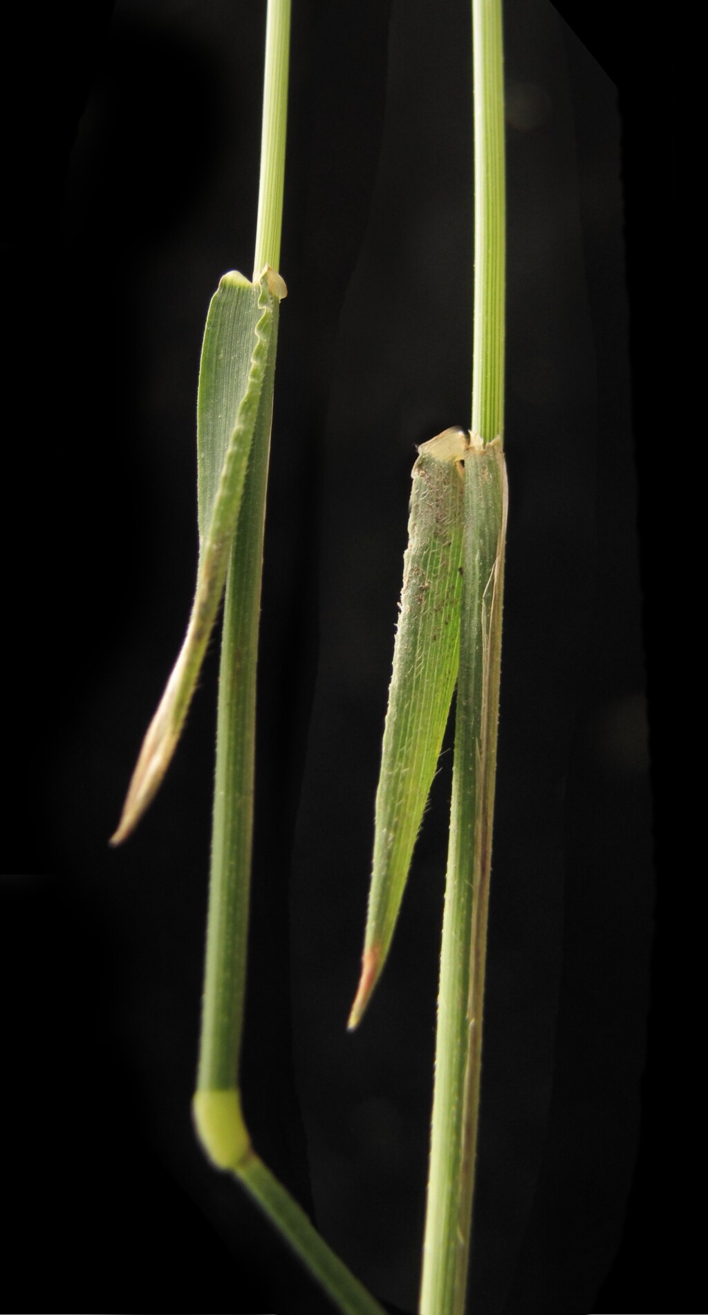Echinopogon ovatus (hero image)