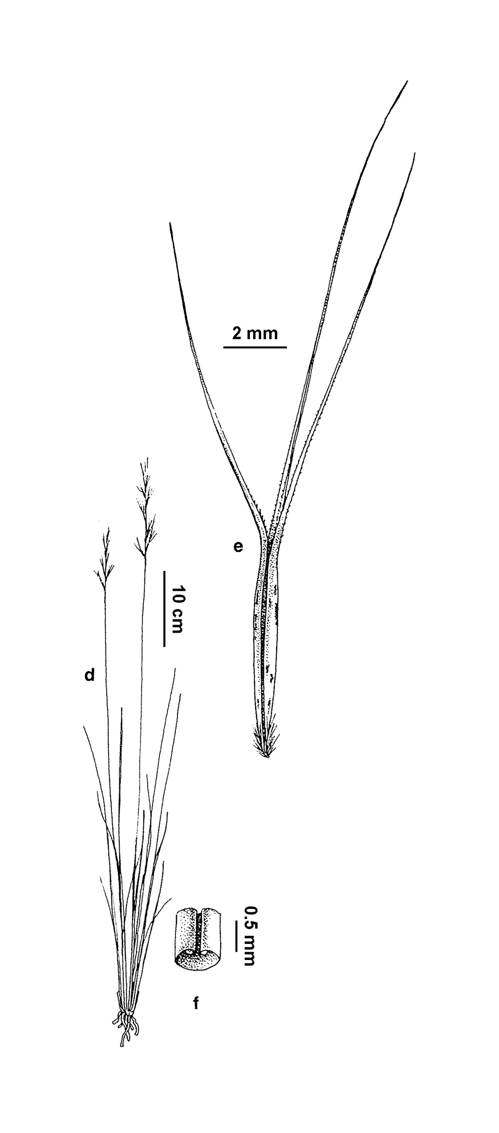 Aristida calycina (hero image)