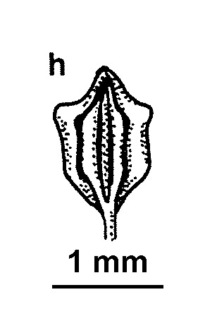 Triglochin hexagona (hero image)